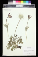 Pulsatilla vulgaris image