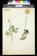 Pulsatilla occidentalis image