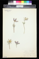 Pulsatilla patens subsp. multifida image