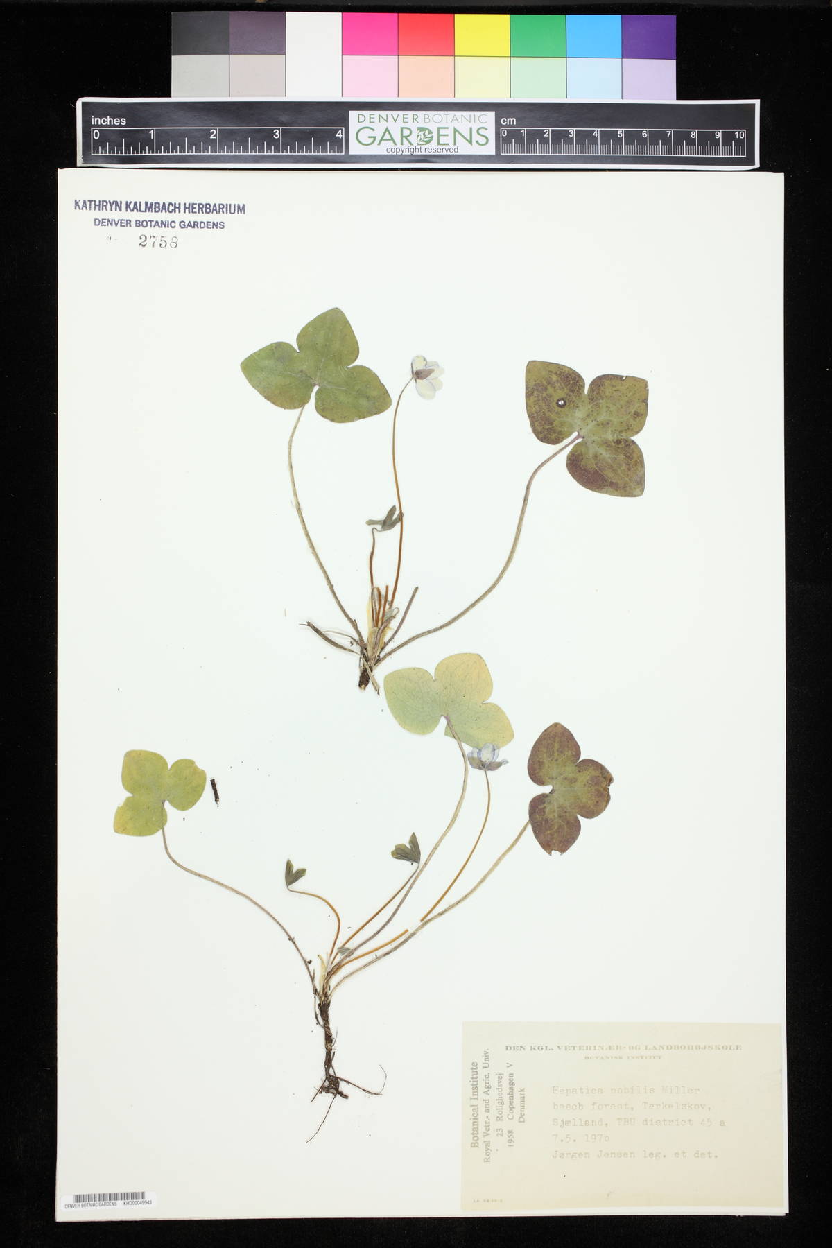 Hepatica nobilis image