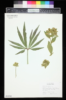 Helleborus foetidus image