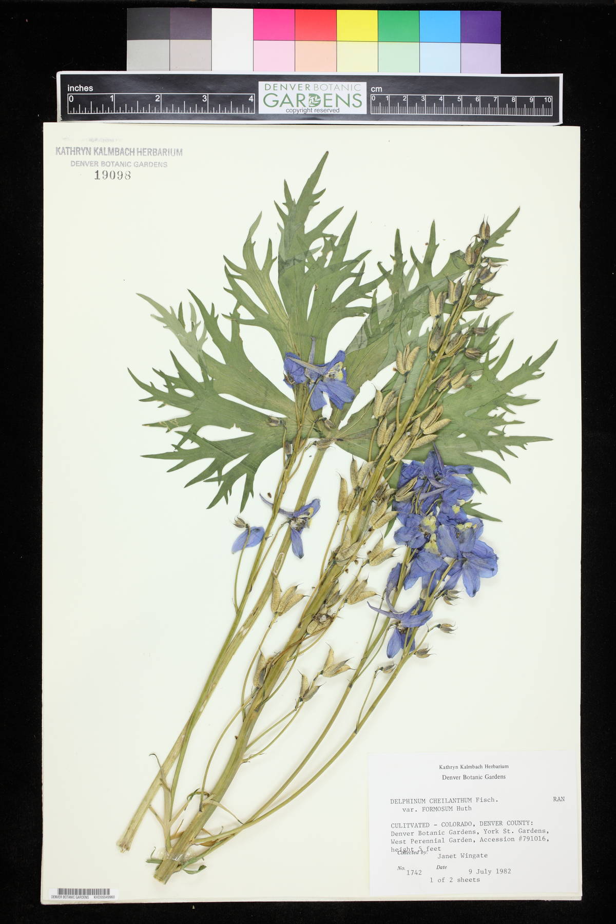 Delphinium cheilanthum image