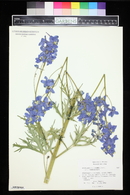 Delphinium cheilanthum image