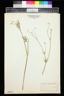 Ranunculus californicus image