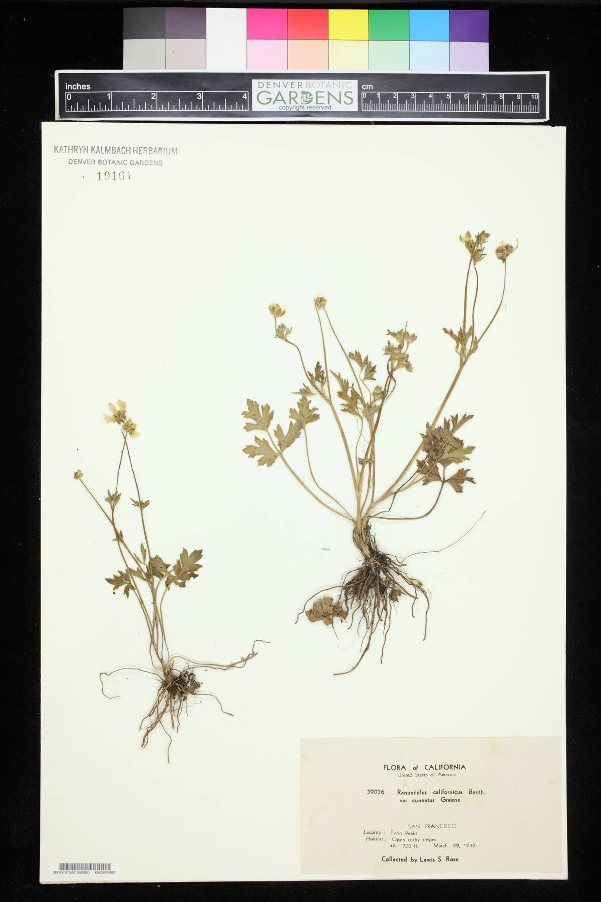Ranunculus californicus var. cuneatus image