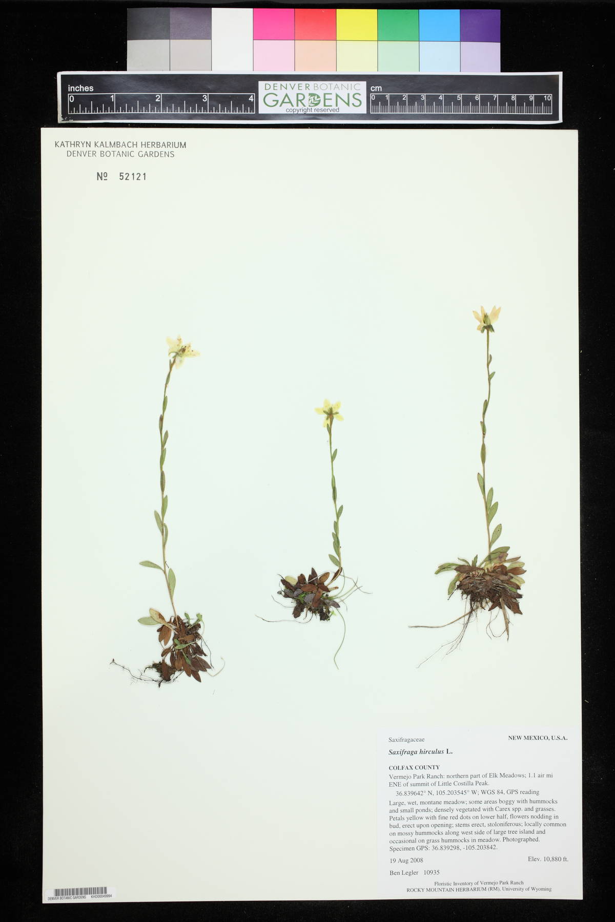 Saxifraga hirculus image