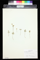 Ranunculus fascicularis image