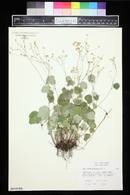 Thalictrum ichangense image