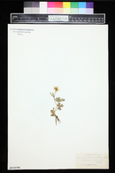 Ranunculus montanus image