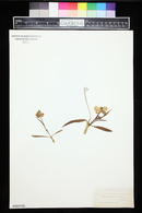 Ranunculus pyrenaeus image