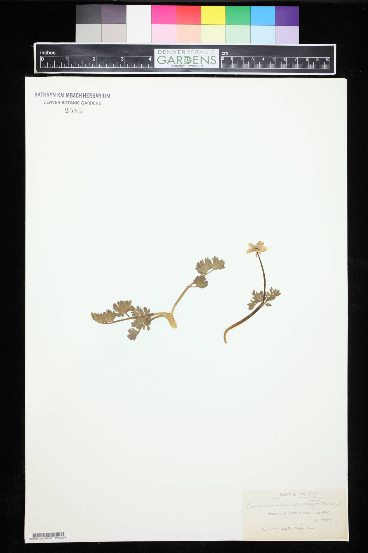 Ranunculus millefoliatus image