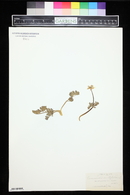Ranunculus millefoliatus image