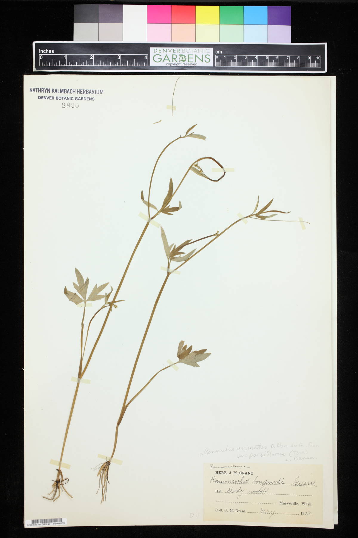 Ranunculus bongardii image