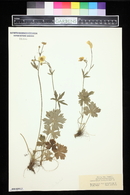 Ranunculus lanuginosus image