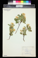 Amelanchier alnifolia image