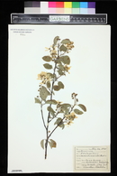 Amelanchier canadensis image