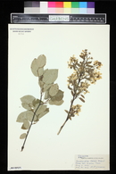 Amelanchier laevis image