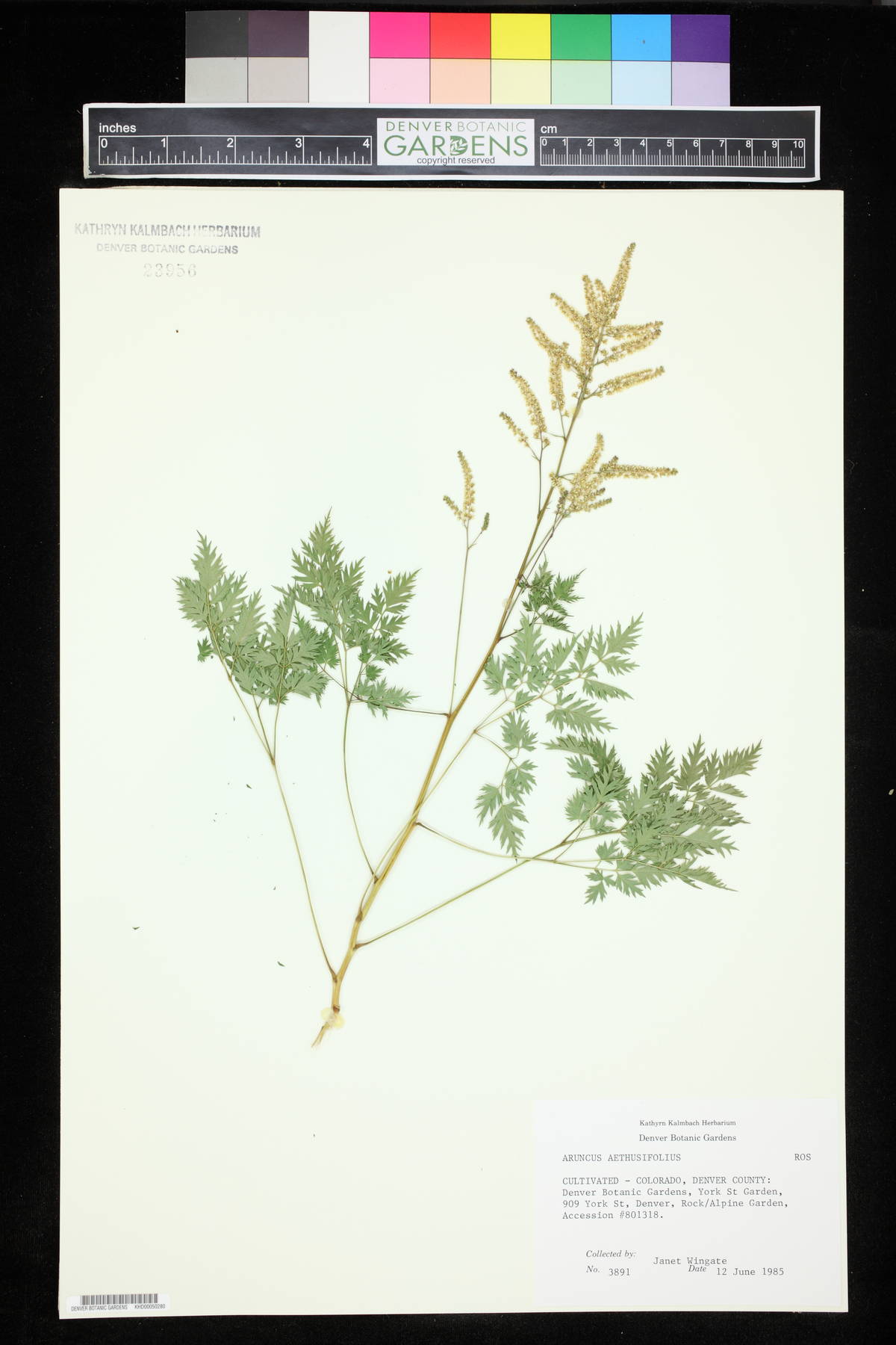 Aruncus dioicus var. aethusifolius image