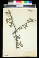 Cercocarpus eximius image