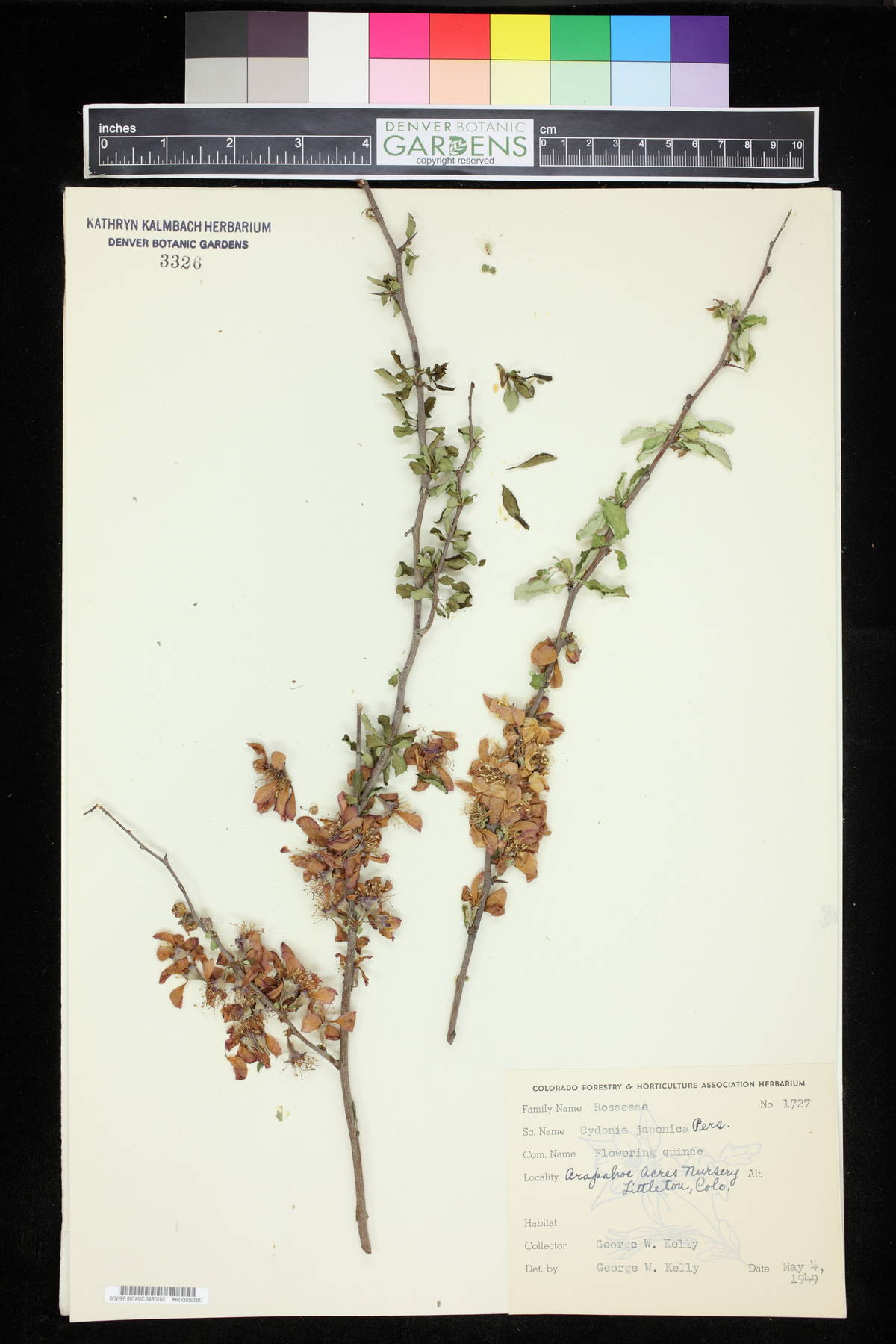 Cydonia japonica image