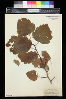 Crataegus mollis image