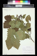 Crataegus mollis image