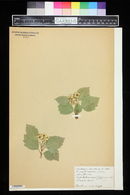 Crataegus erythropoda image