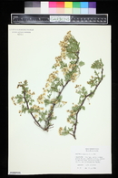 Crataegus ambigua image