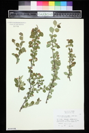 Cotoneaster nitens image