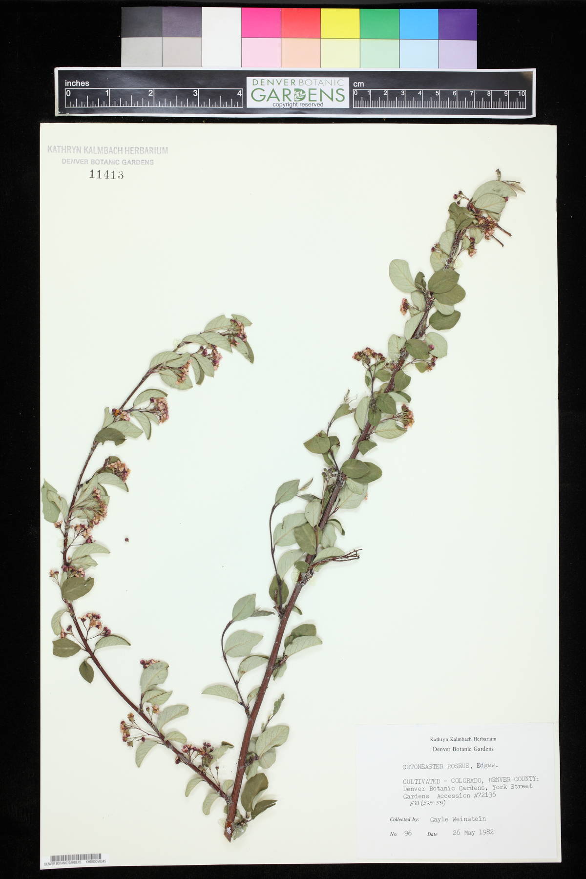 Cotoneaster roseus image