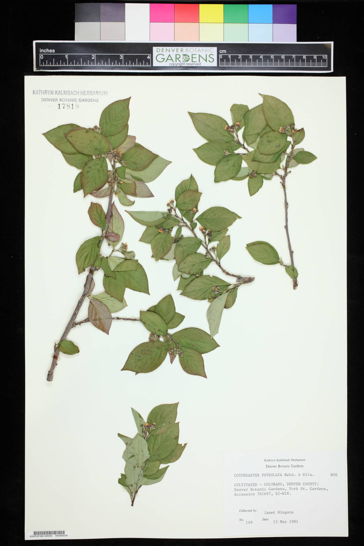 Cotoneaster foveolatus image