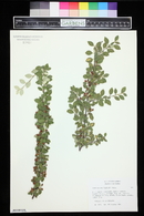 Cotoneaster franchetii image