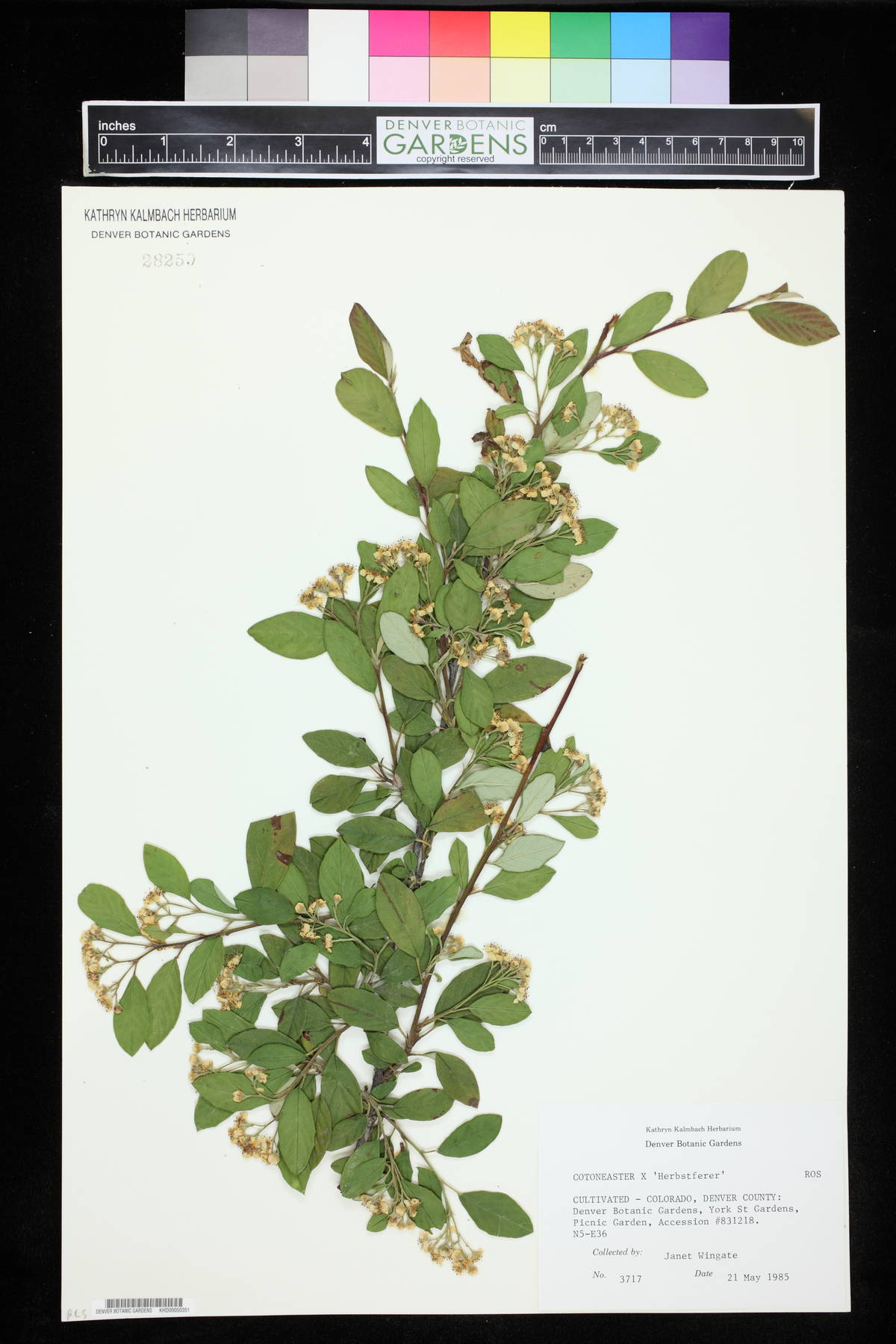 Cotoneaster salicifolius image