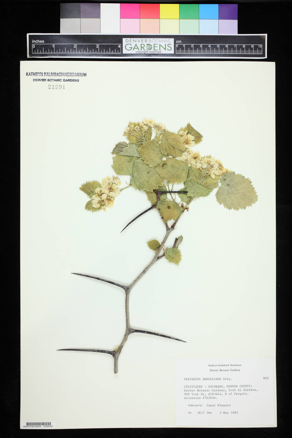 Crataegus arnoldiana image