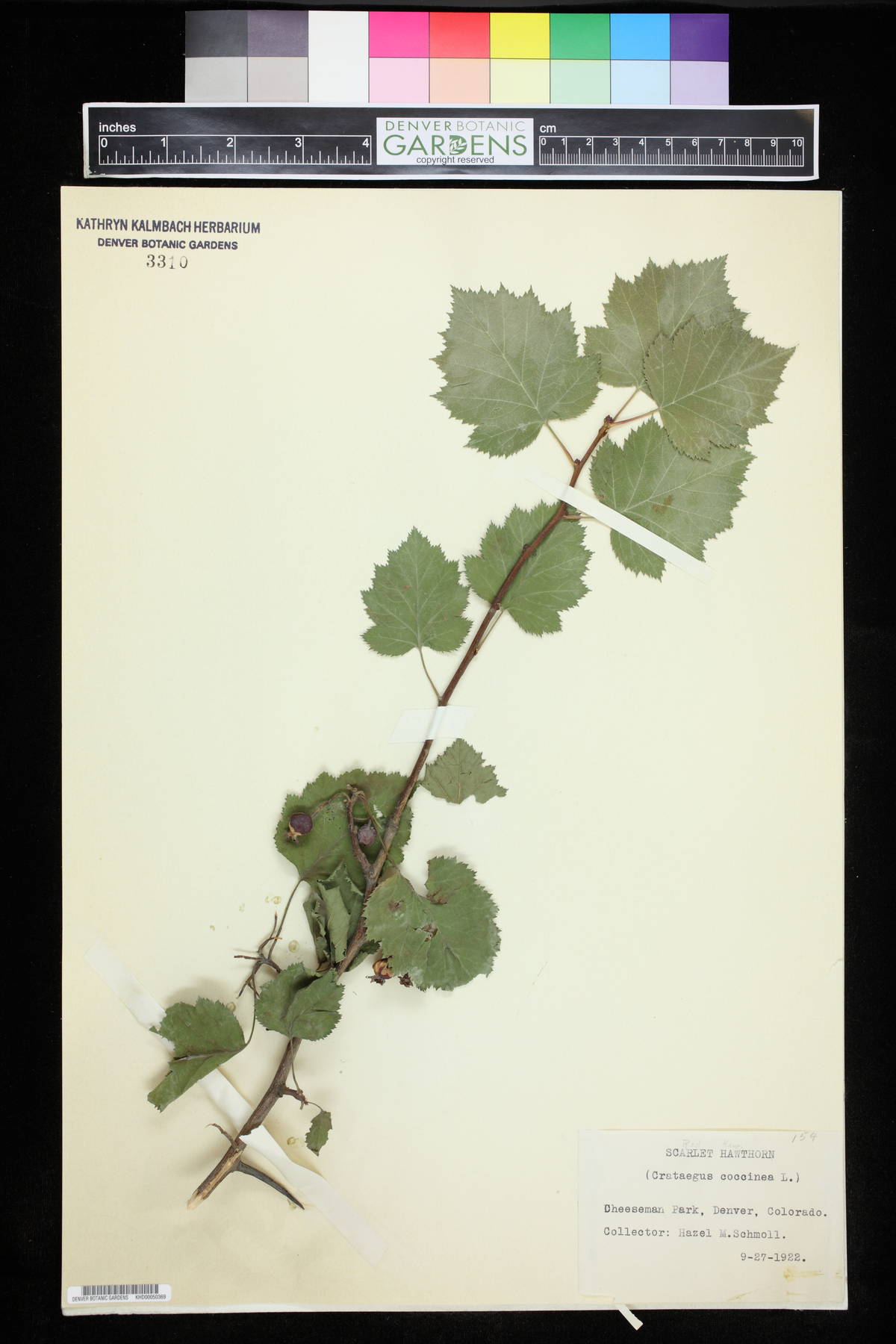 Crataegus coccinea image