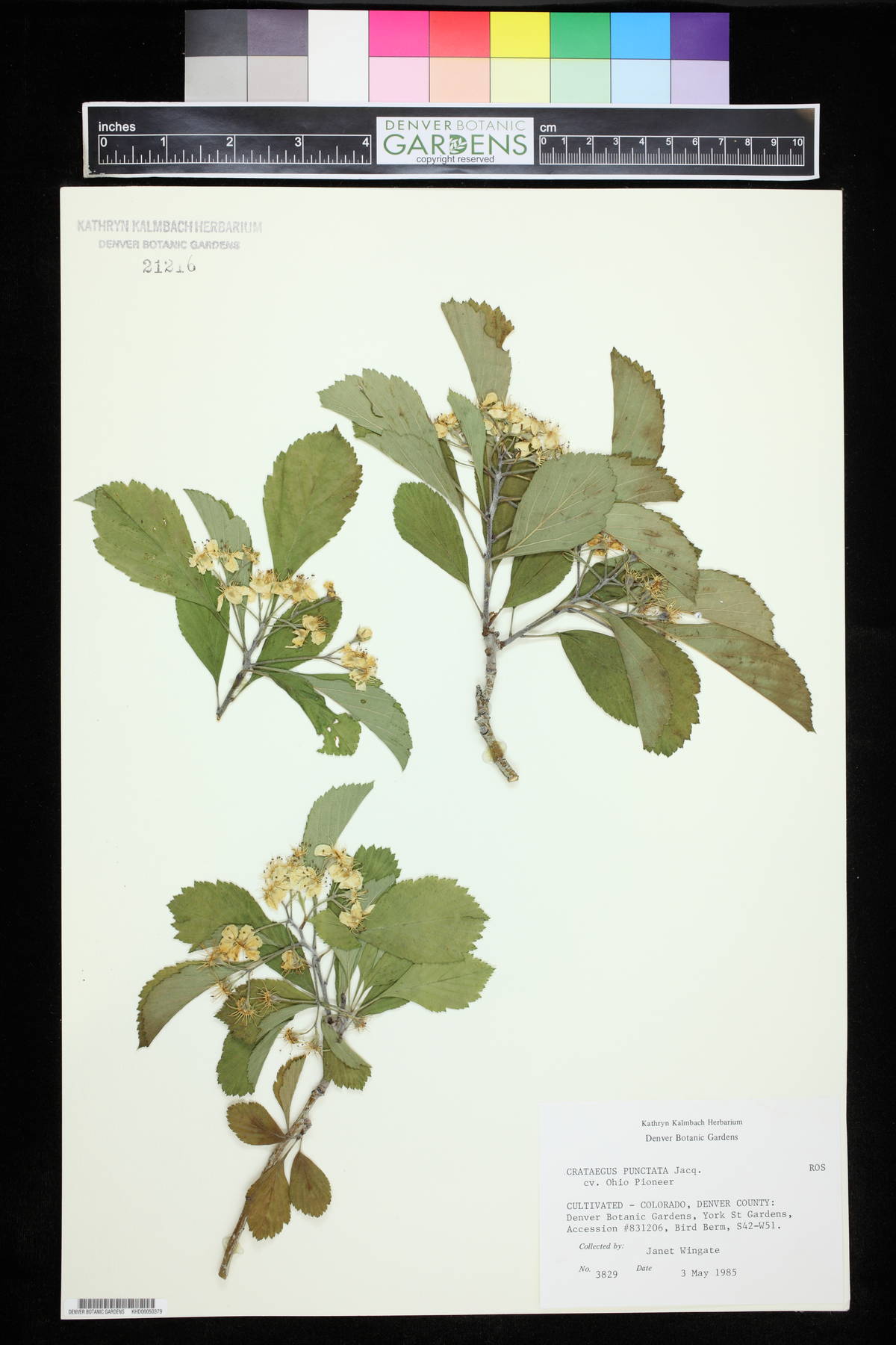 Crataegus punctata image