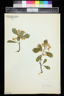 Crataegus crus-galli image