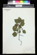 Crataegus straminea image