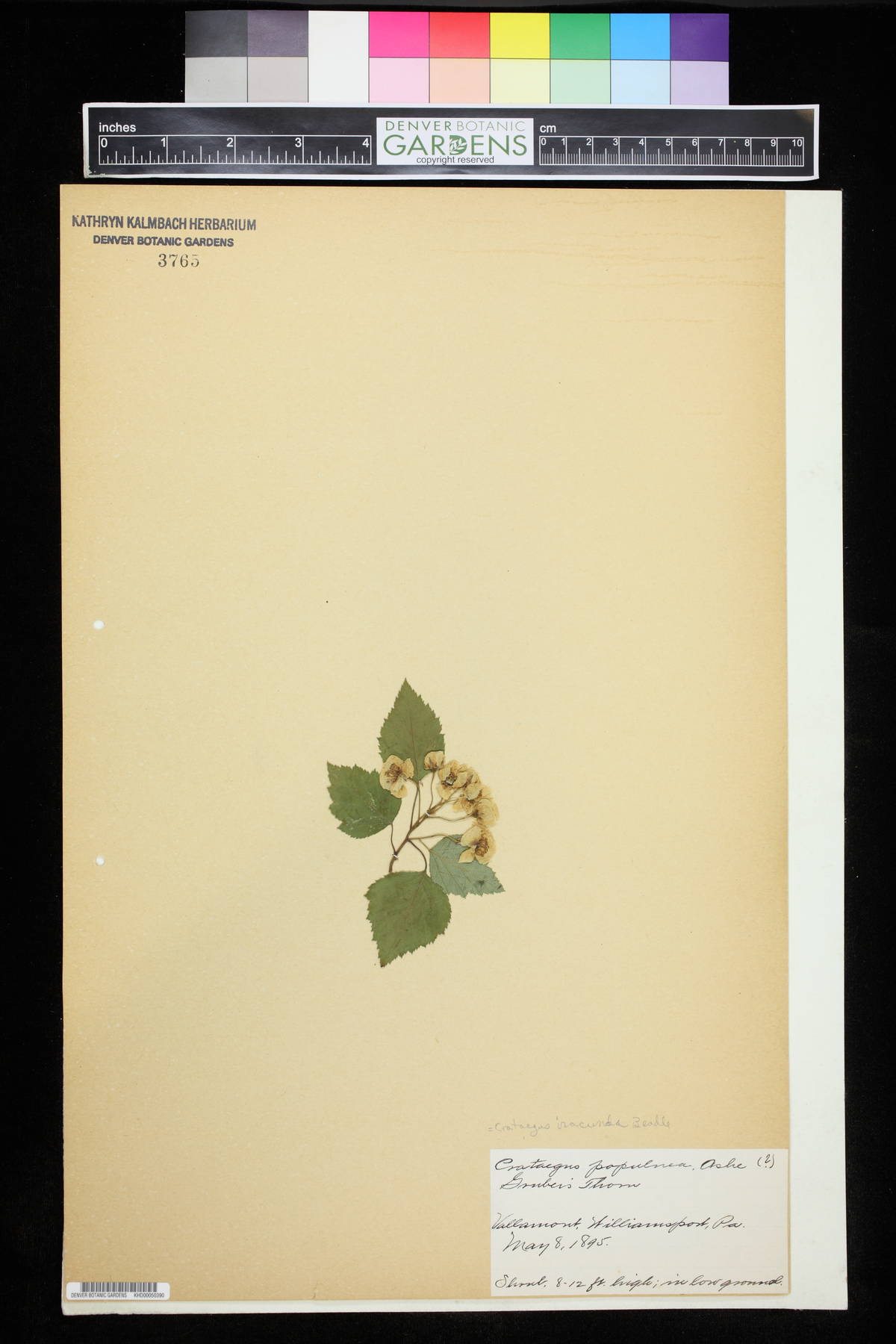 Crataegus populnea image
