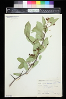 Crataegus rivularis image