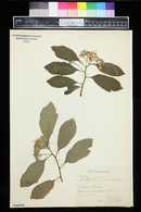 Crataegus punctata image