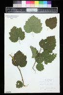 Crataegus mollis image