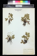 Fragaria virginiana subsp. glauca image