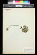 Fragaria vesca subsp. americana image