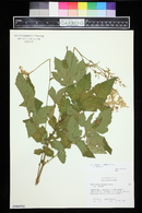 Filipendula glaberrima image