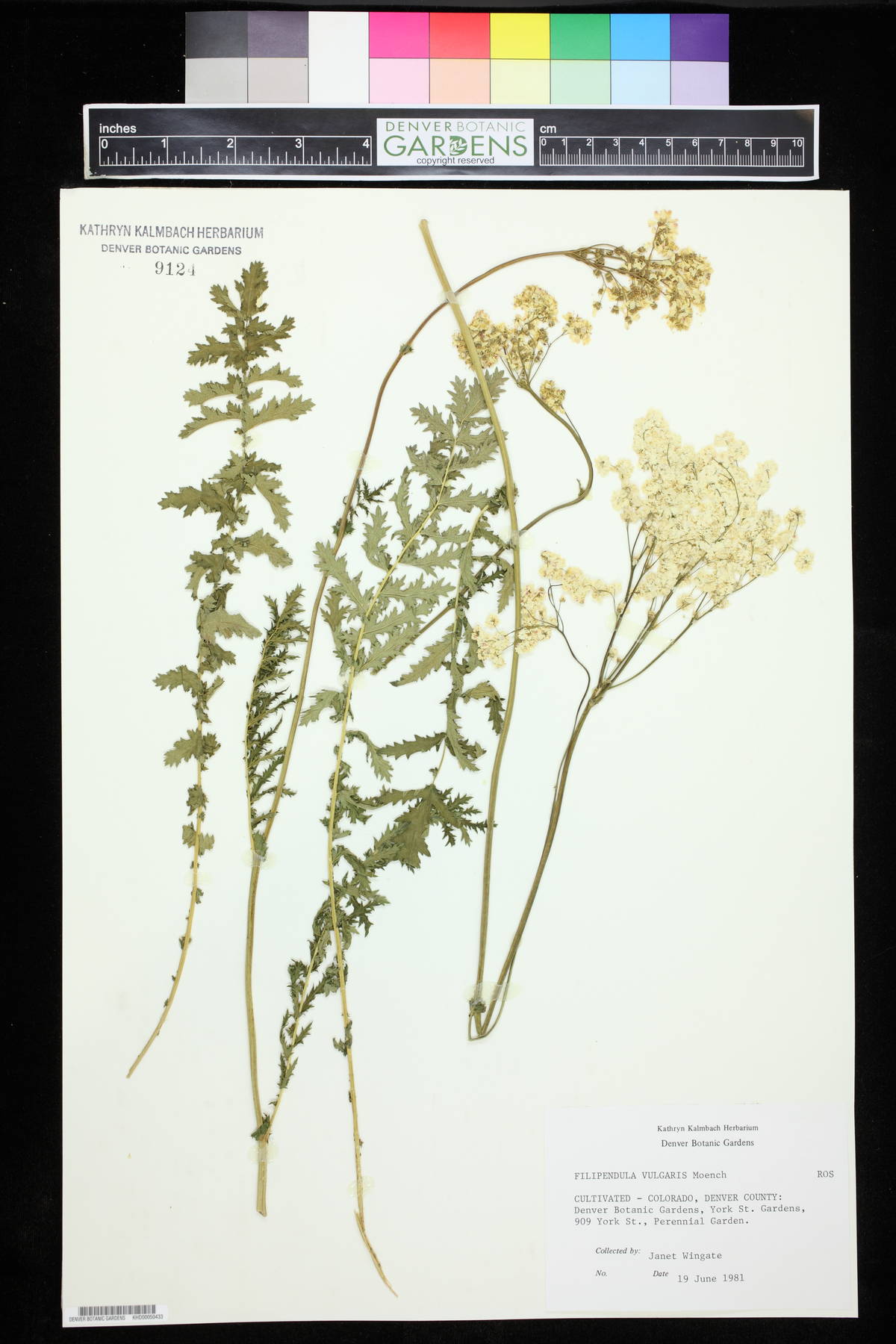 Filipendula vulgaris image