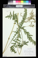 Filipendula vulgaris image