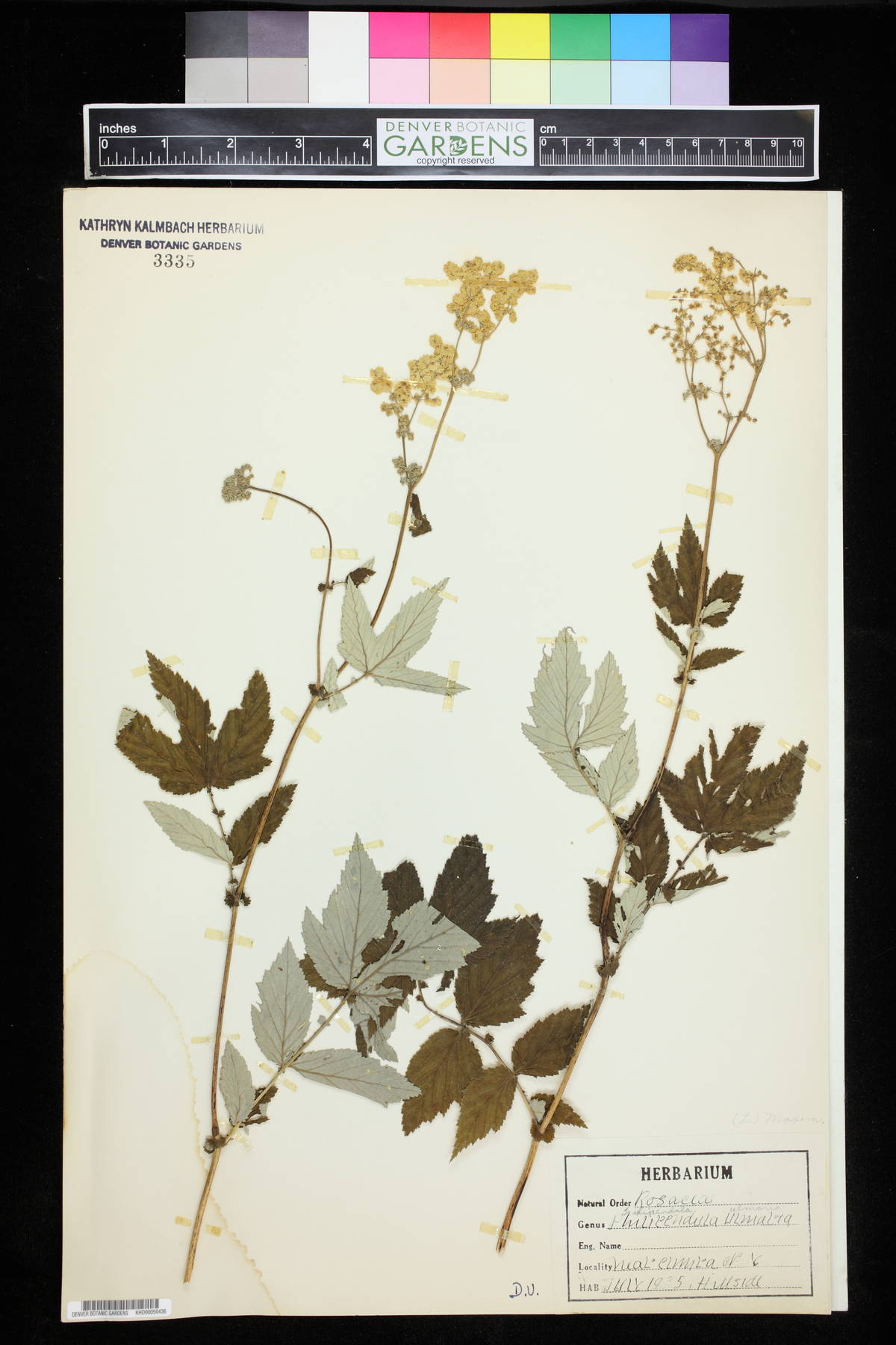 Filipendula ulmaria image