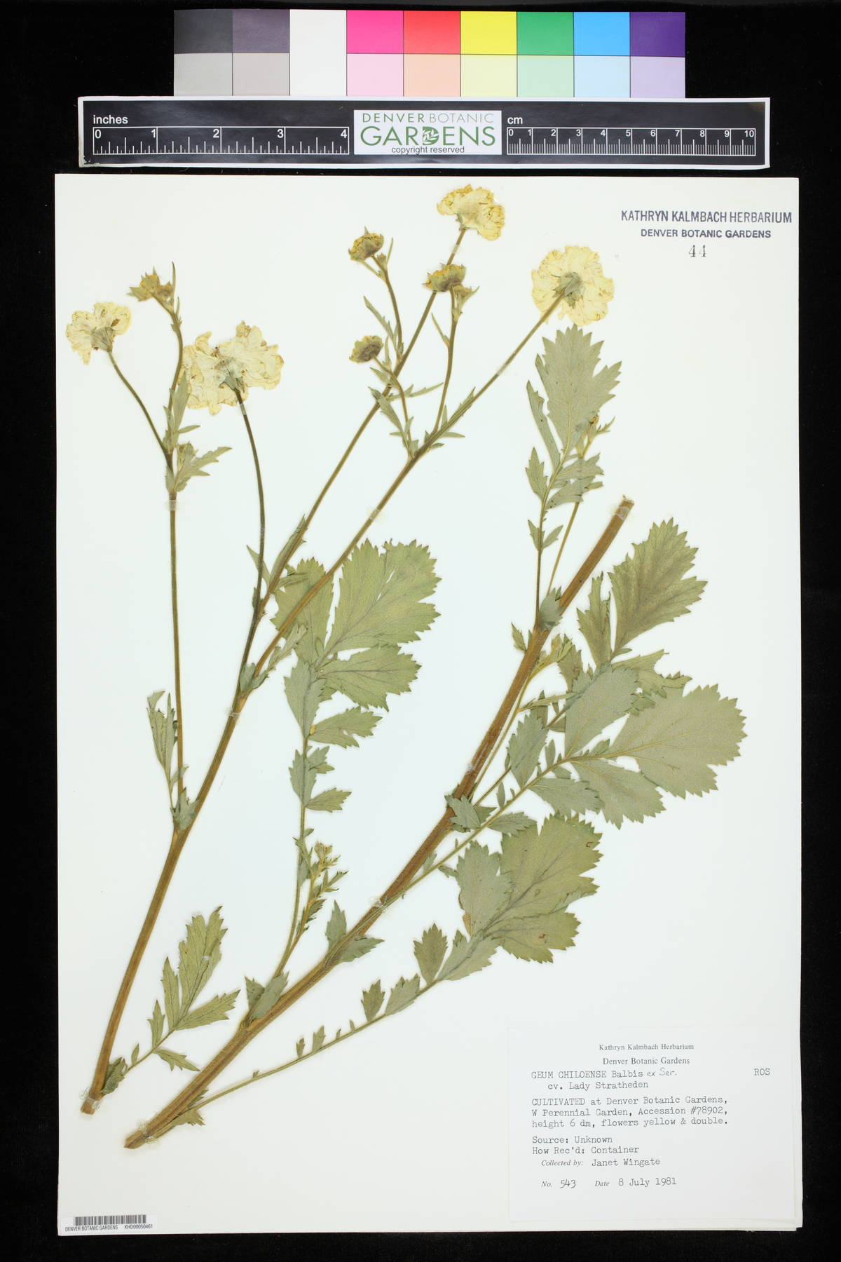 Geum chiloense image