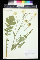 Geum chiloense image